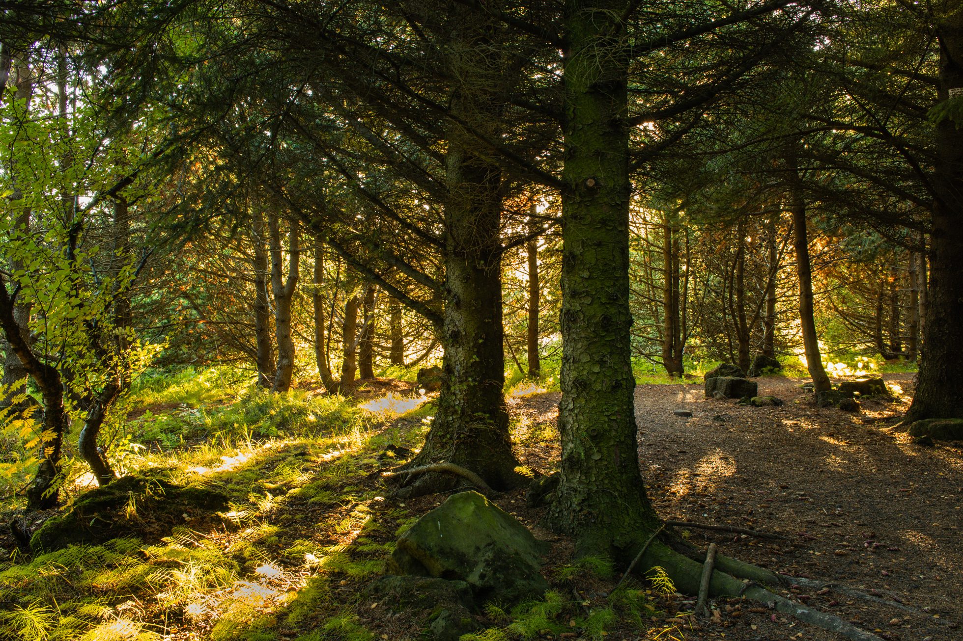 Park Elliðaárdalur na Islandii