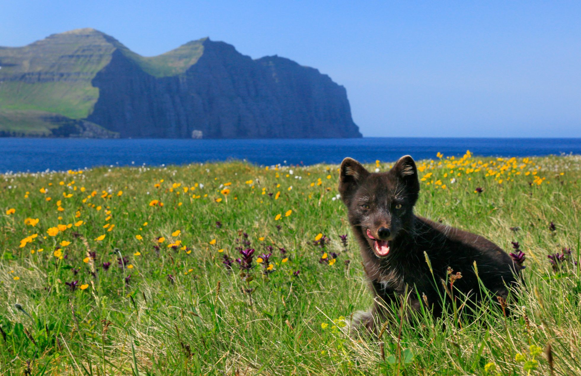 Arctic fox on the Hornstrandir Peninsula, Westfjord region