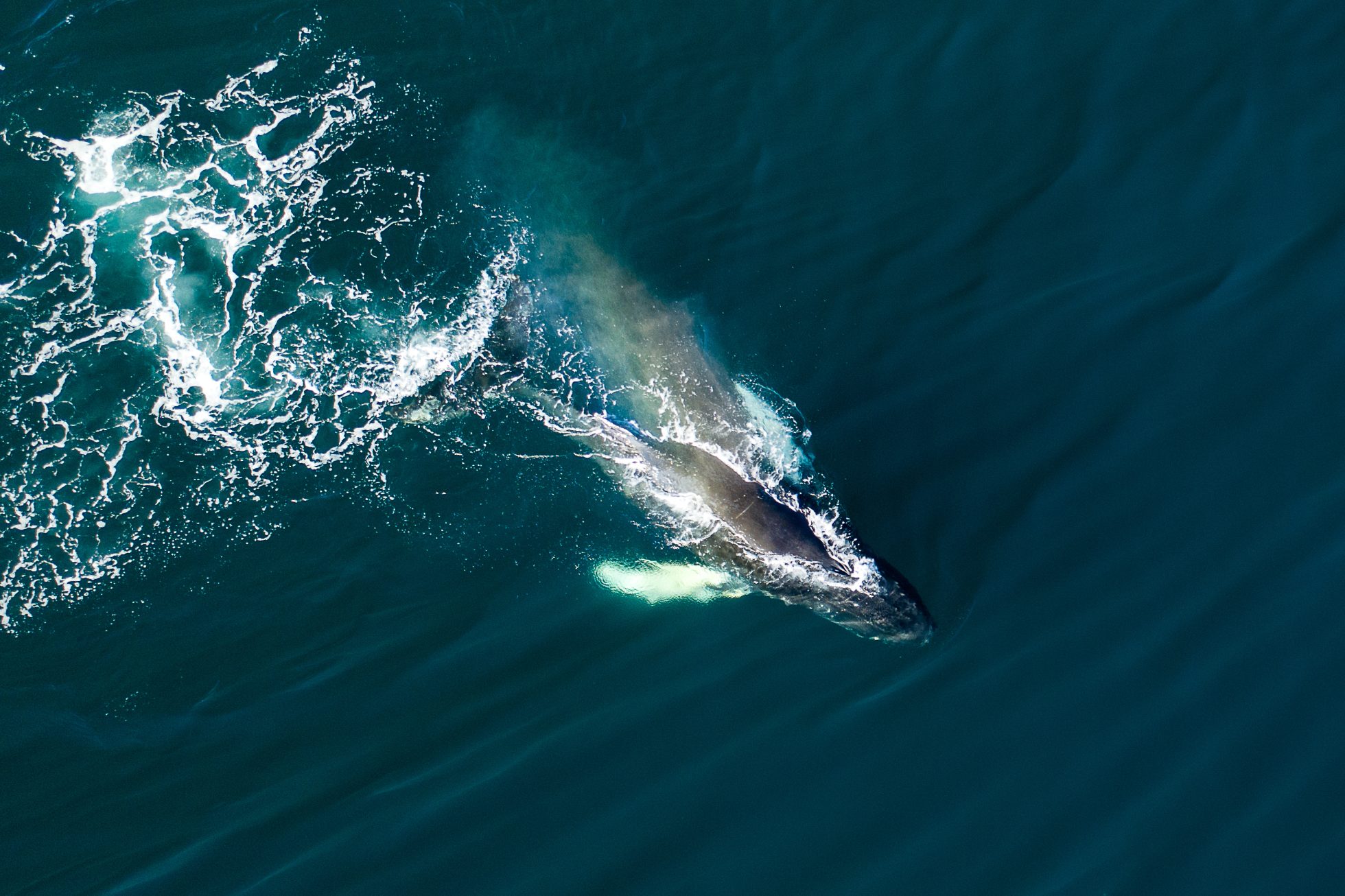 Aerial view of a huge humpback whale, Iceland