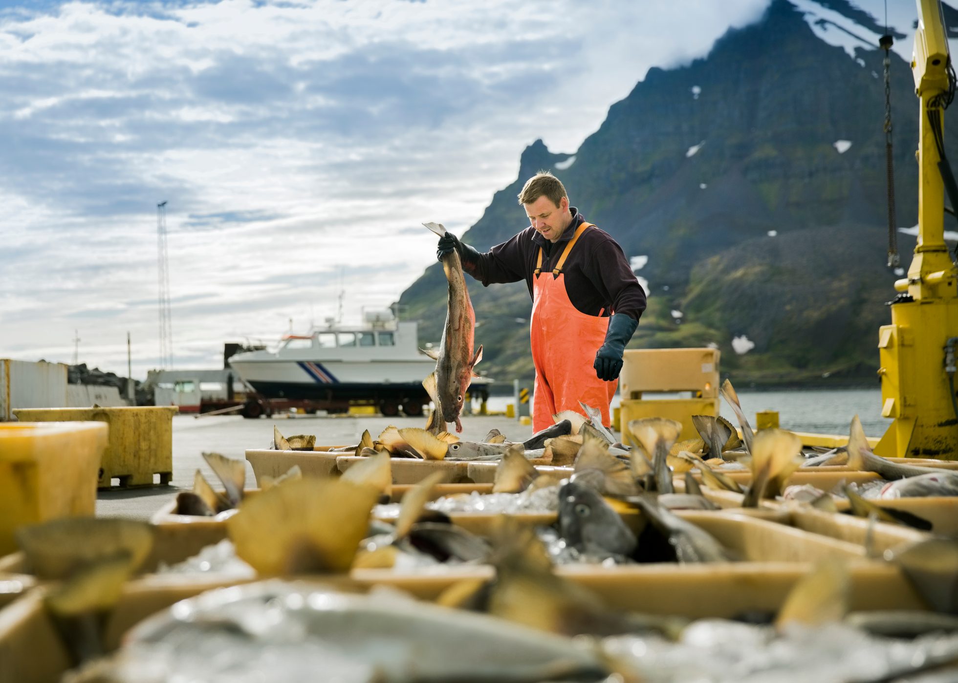 A man at a fish market in Iceland