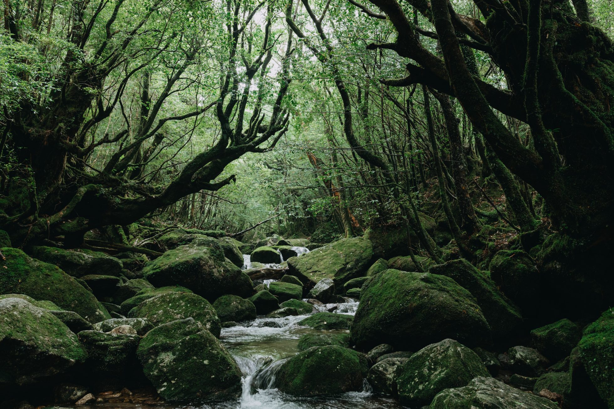 Las deszczowy w wąwozie Shiratani Unsui na wyspie Yakushima