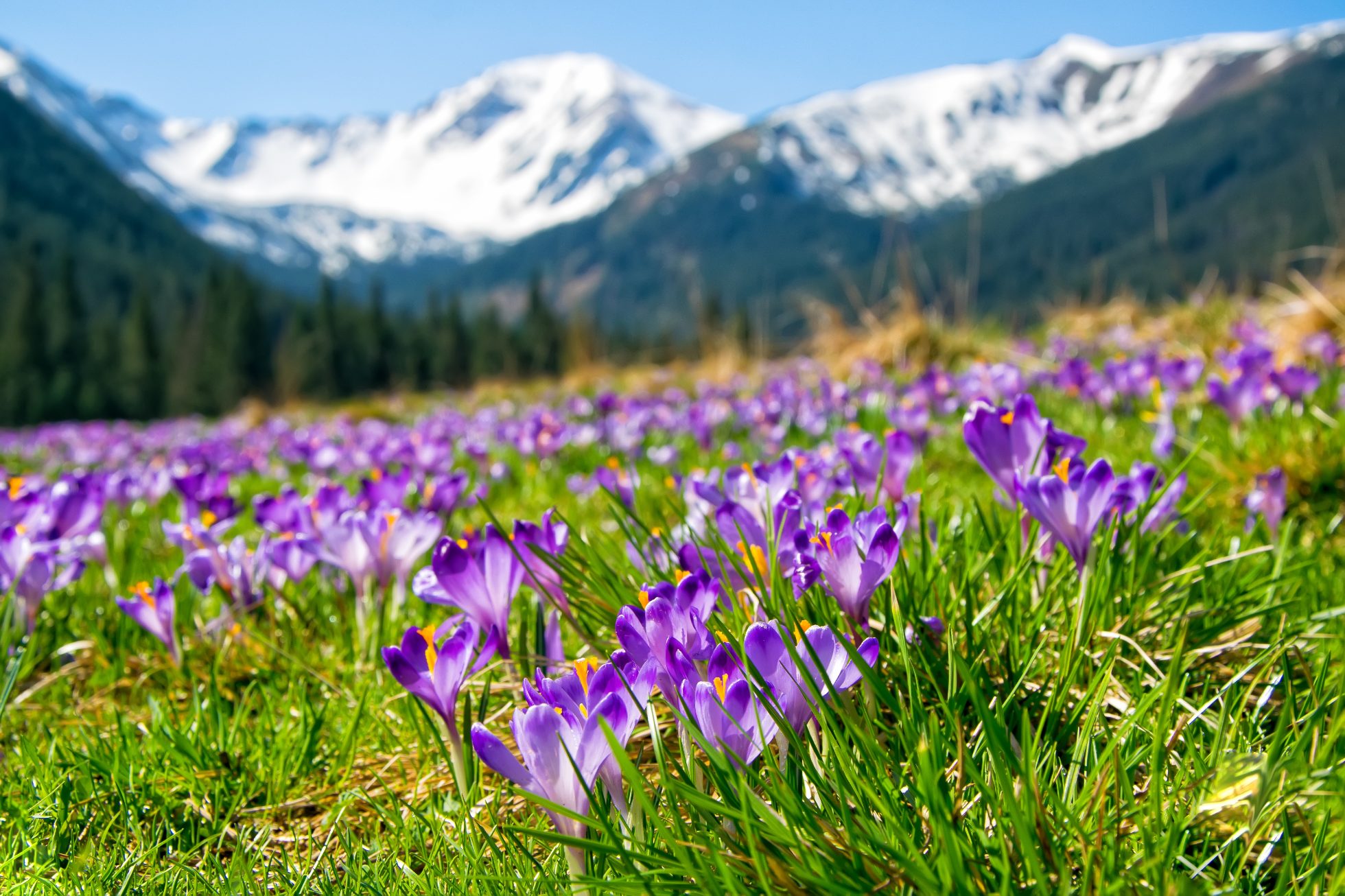 Blooming nature in the Polish Mountains