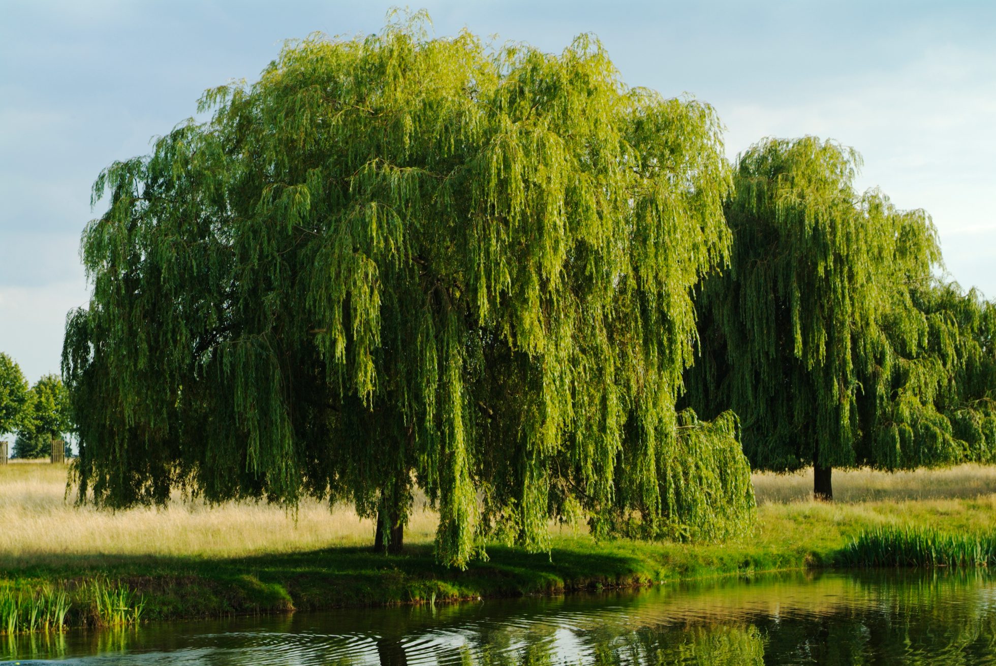 Masovian weeping willow