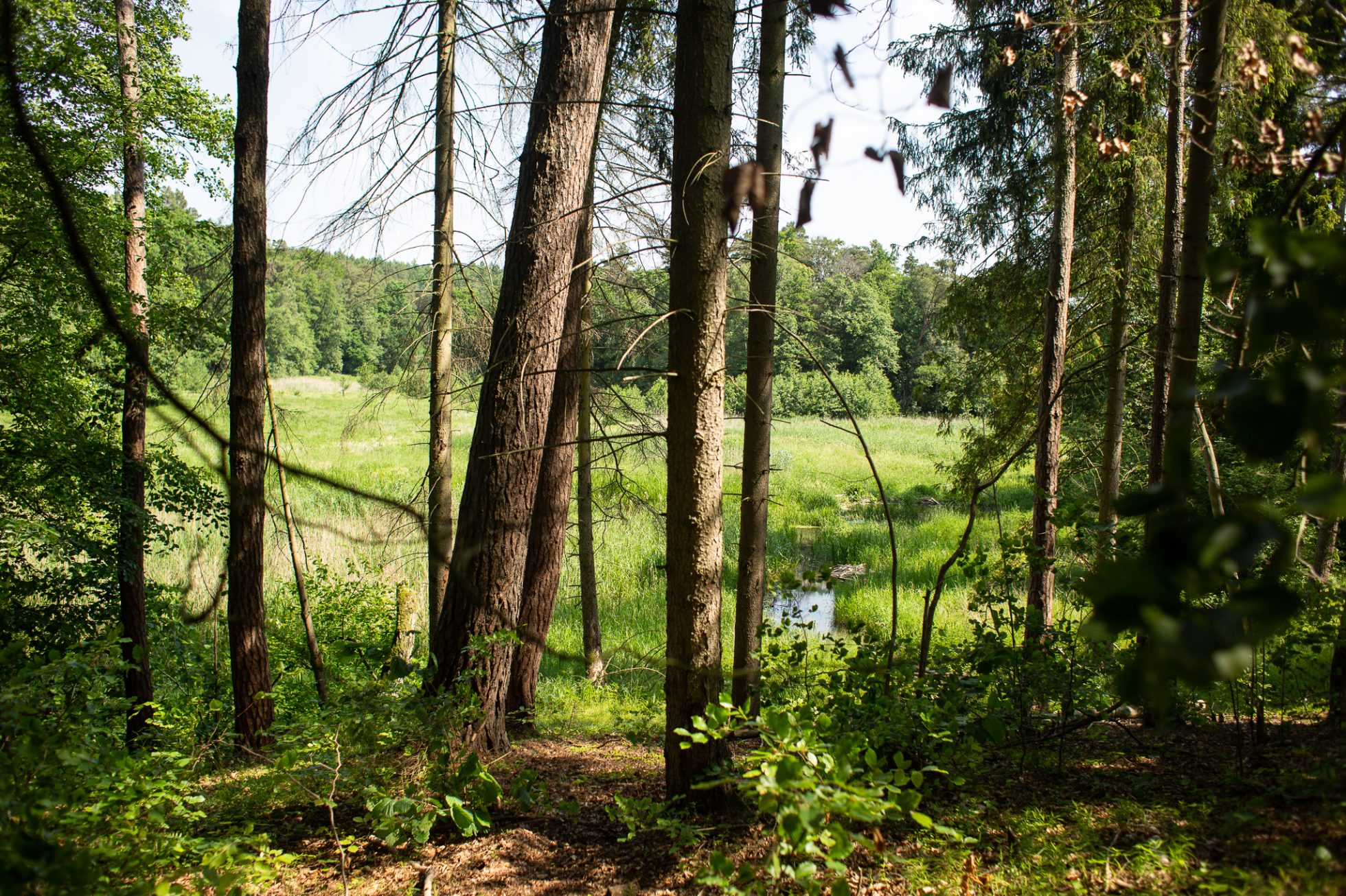 Forest in Starogard