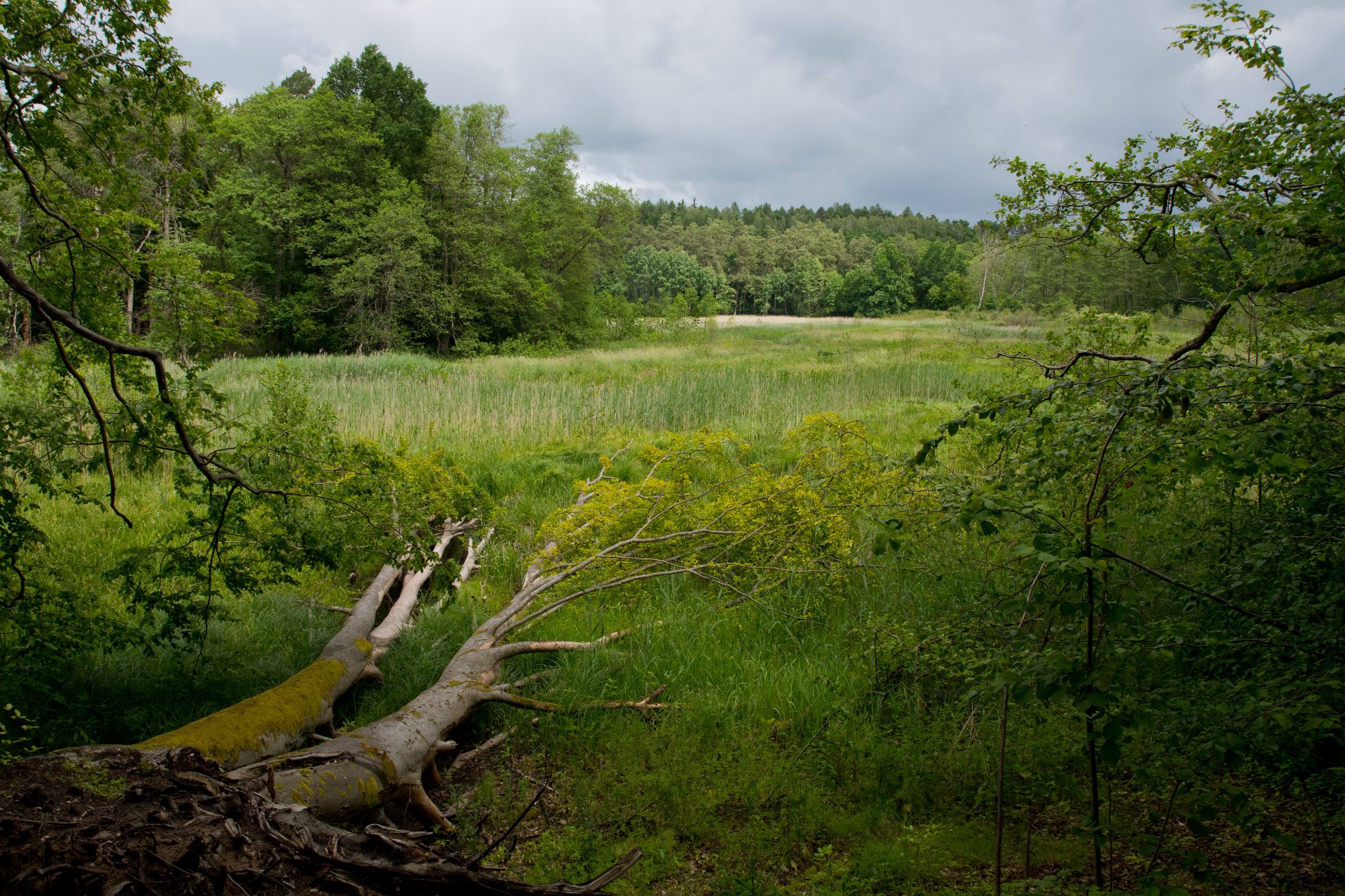 Forest in Starogard