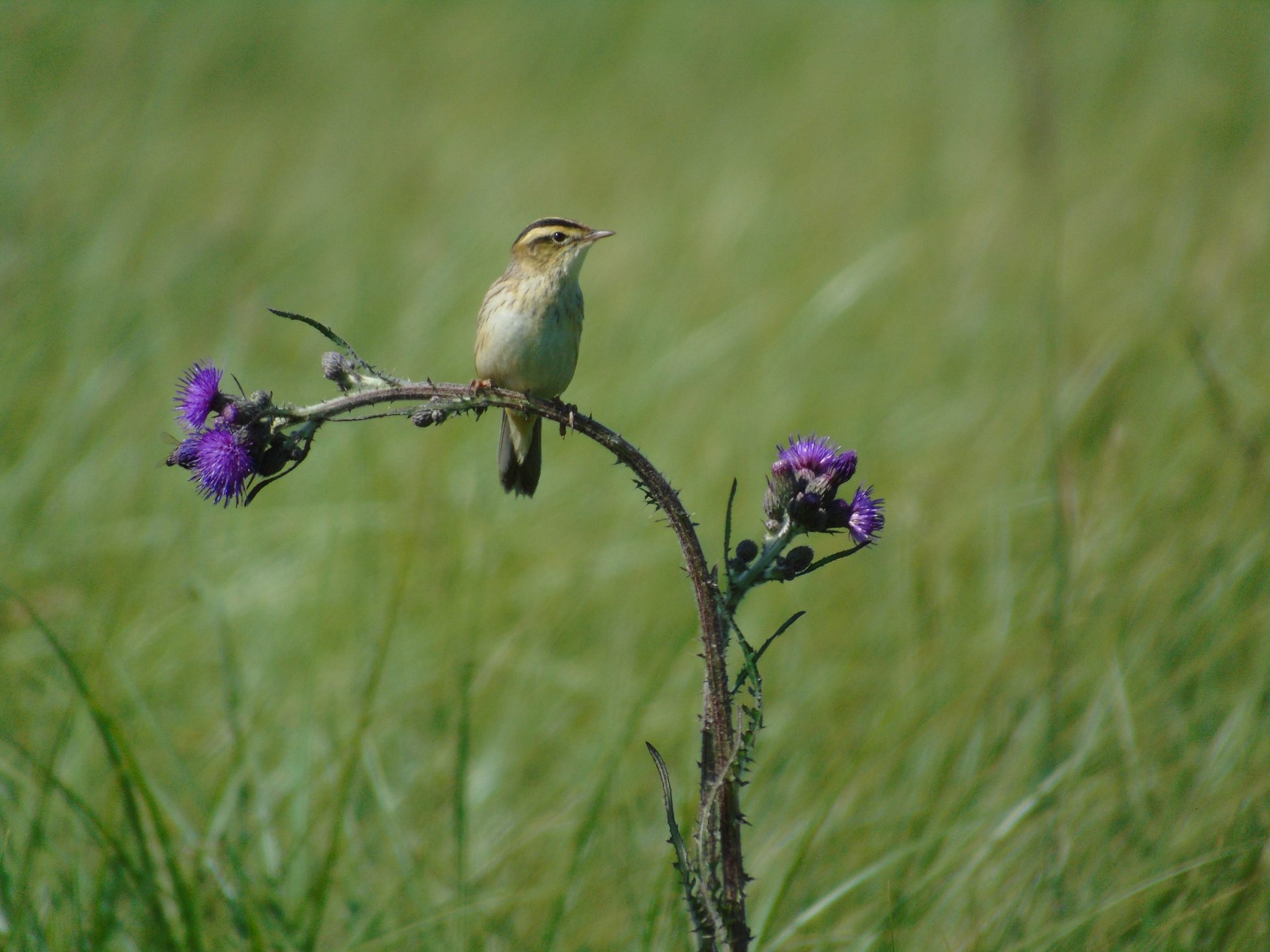 Aquatic Warbler (Acrocephalus paludicola), photo by Lukasz Mucha.