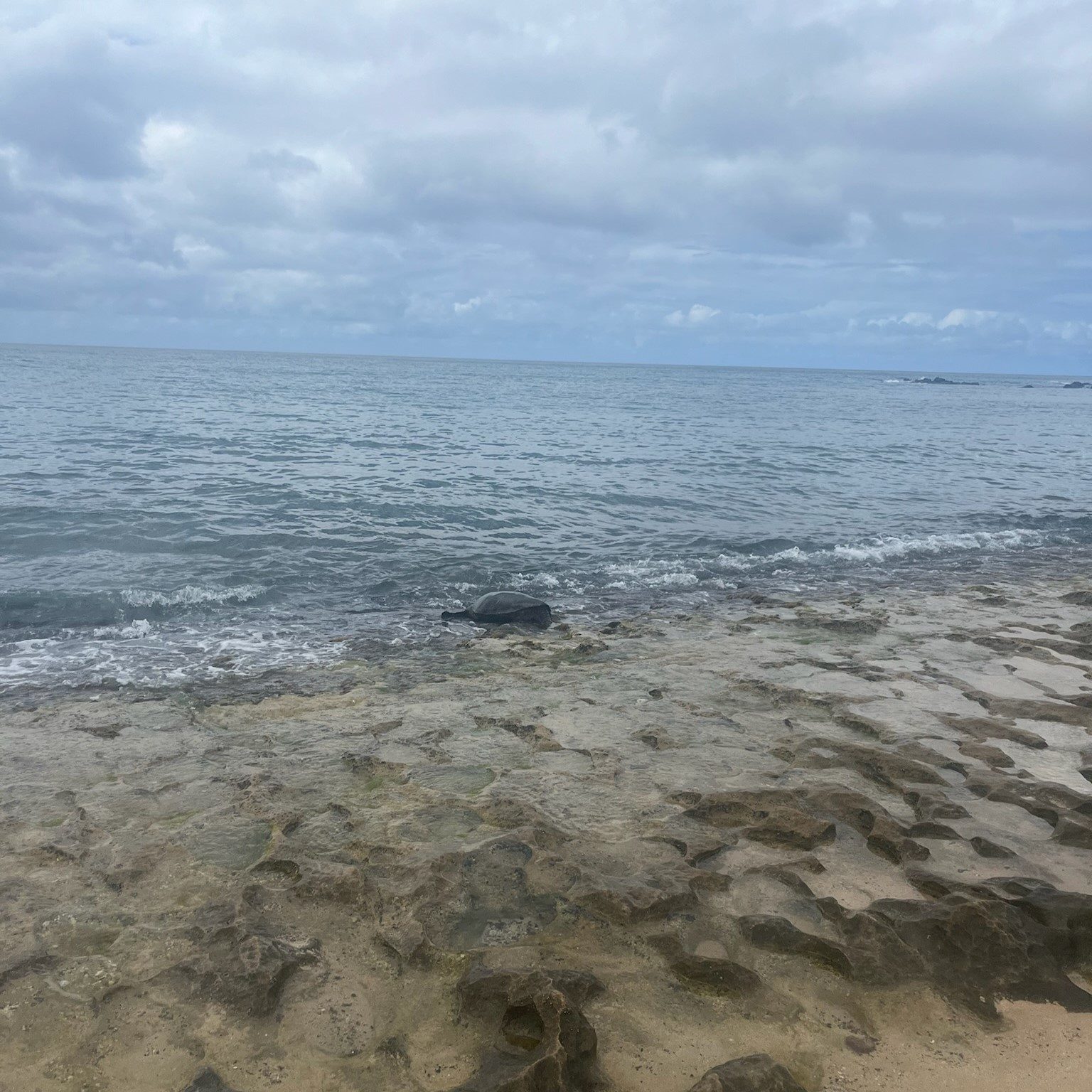 Żółw na plaży Laniakea na Oahu