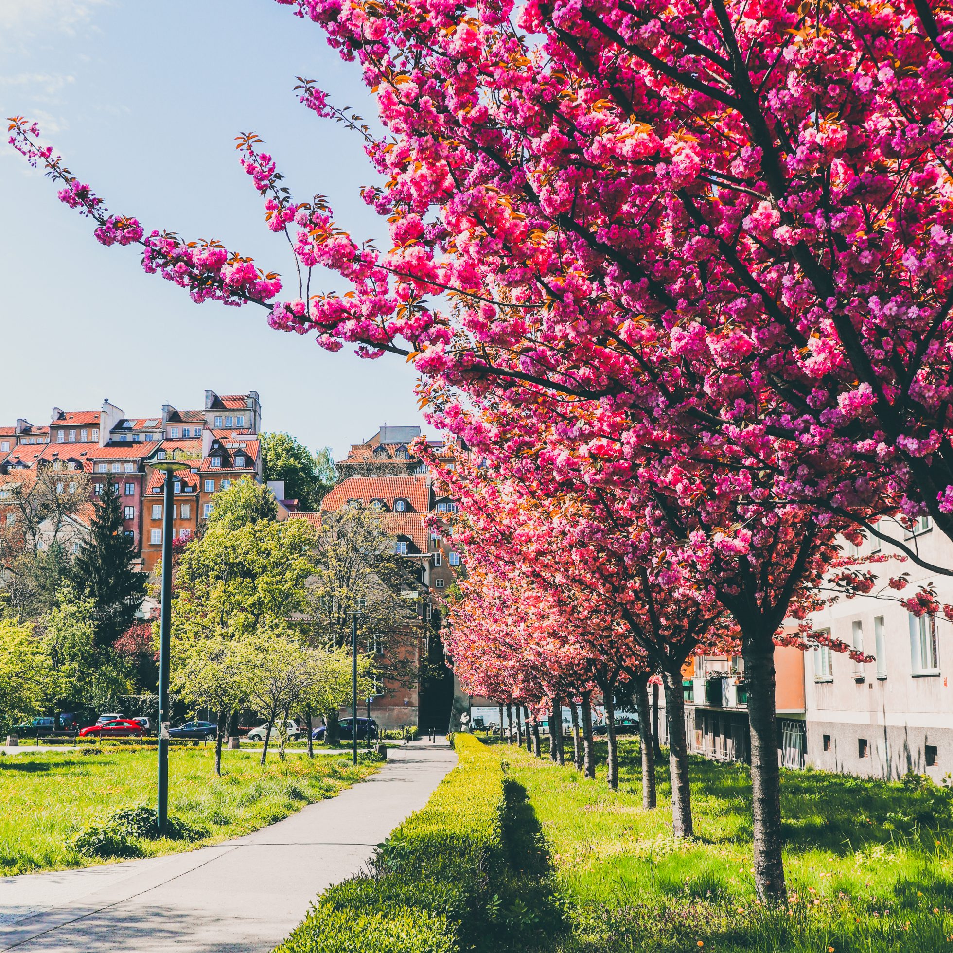 Stone Stairs Stairs in Warsaw on a sunny day with a view of tenement houses and blooming cherries