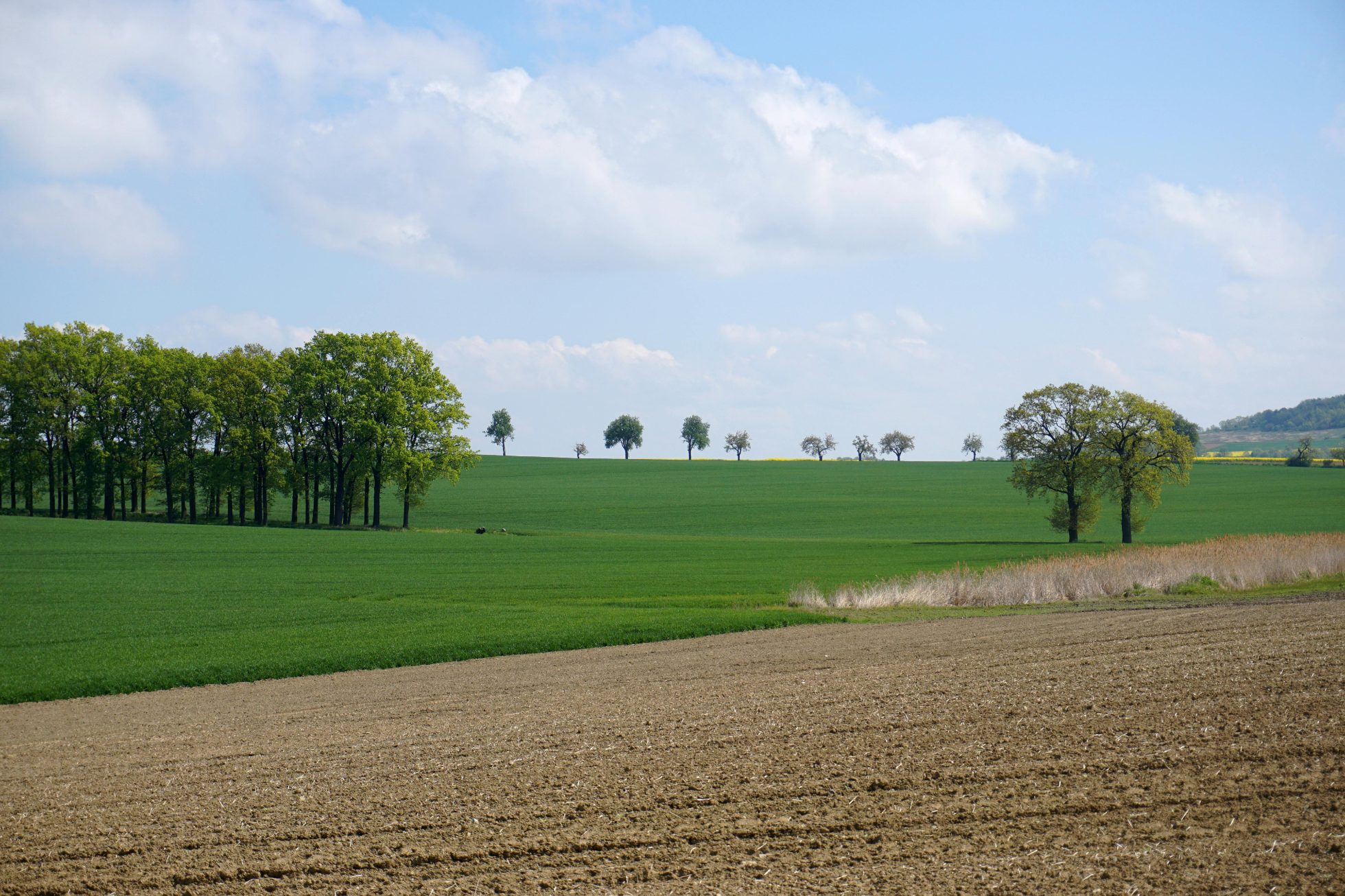 Pola nieopodal Góry Ślęża