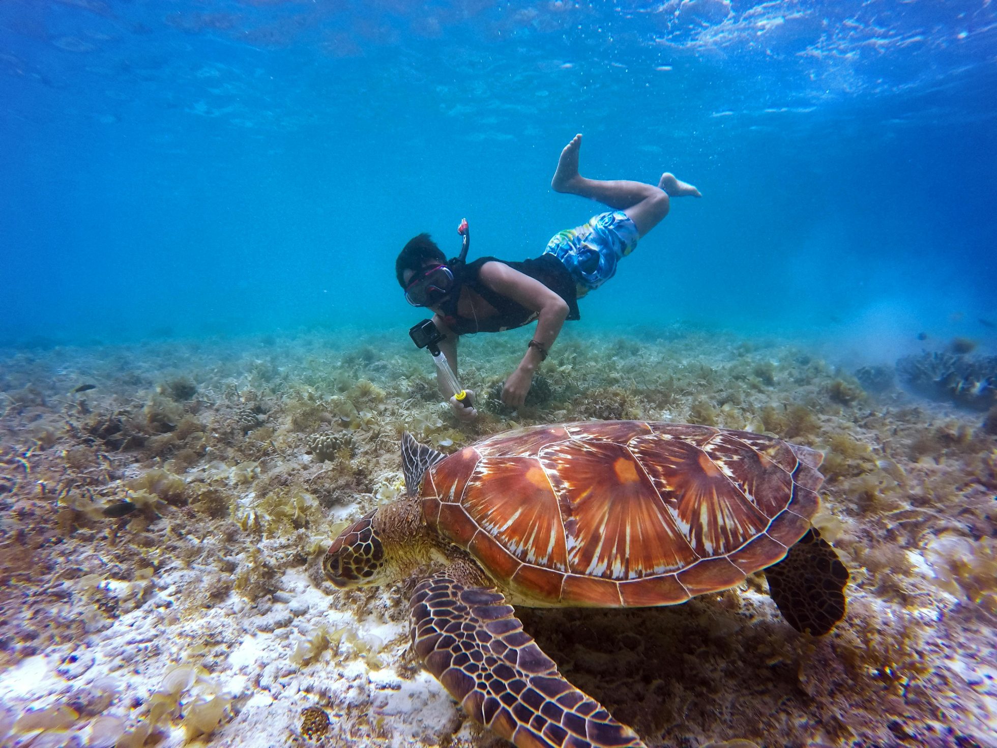 Osoba uprawiająca snorkeling ogląda żółwia morskiego