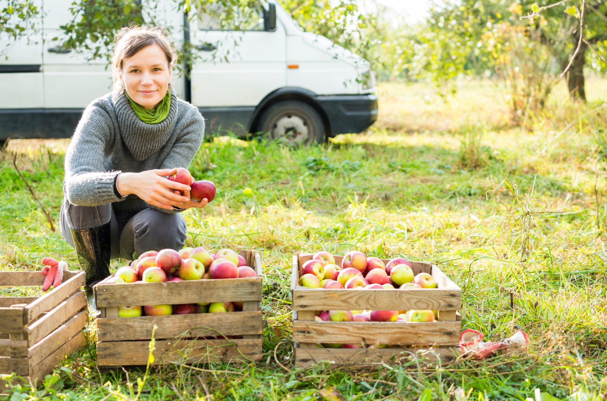 Smiling woman in apple orchard reaches for apple from wooden crate
