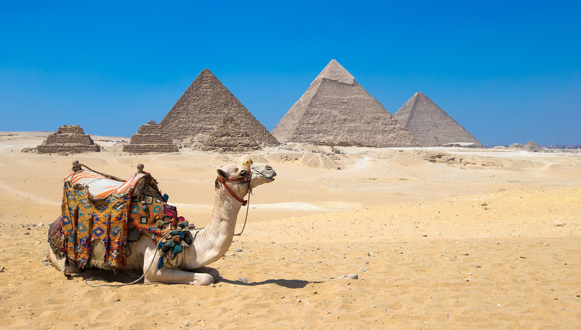 Camel with pyramids