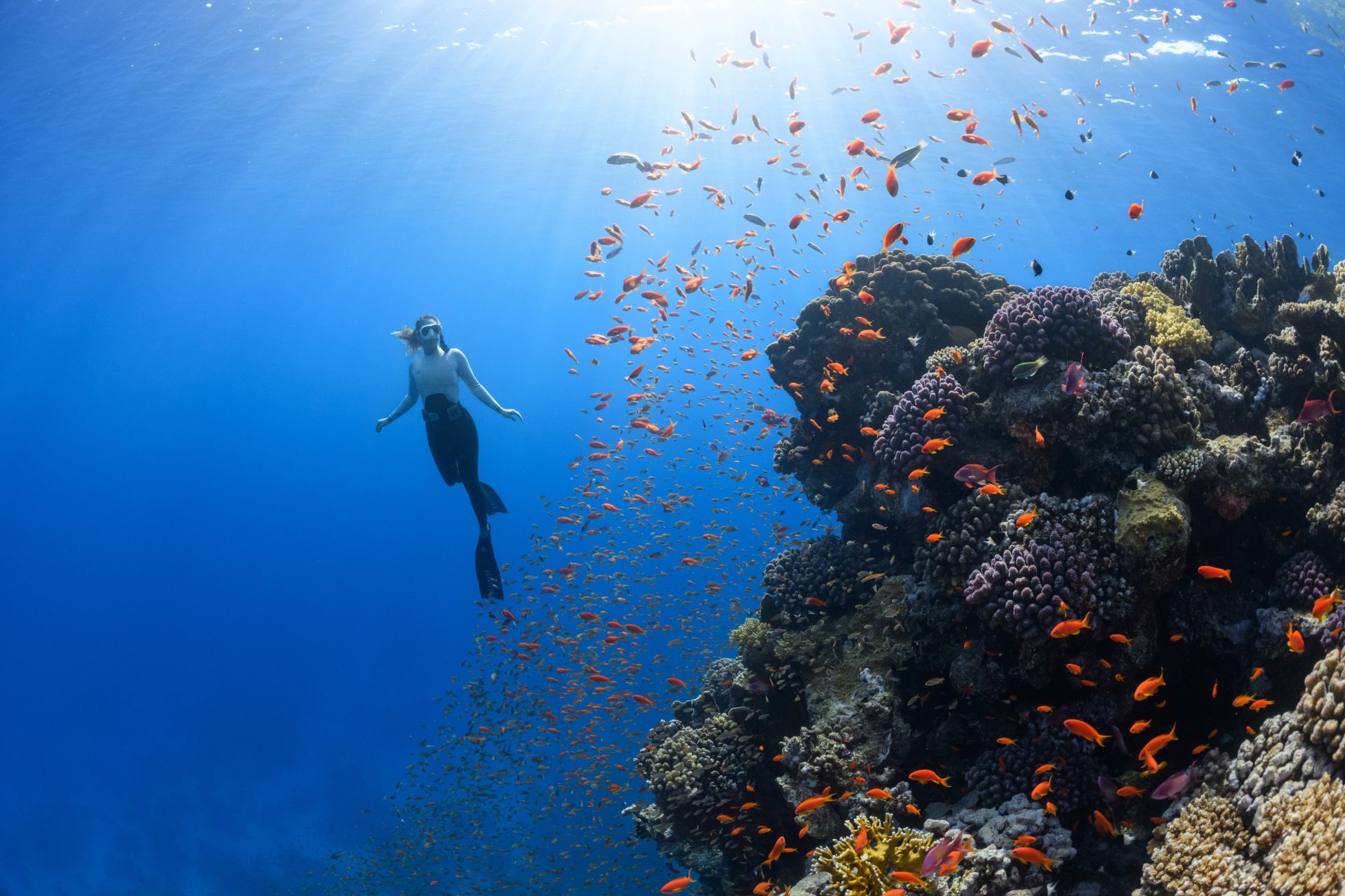 A scuba diver swimming in the Red Sea near coral reefs in one of the NEOM project regions in Saudi Arabia